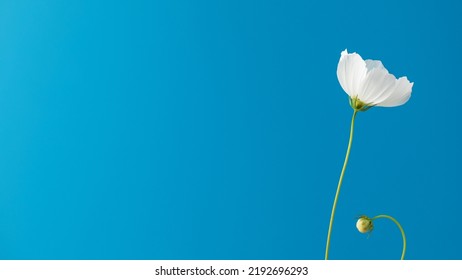  Delicate white flower on a blue background. Floral background, summer background. Banner - Shutterstock ID 2192696293
