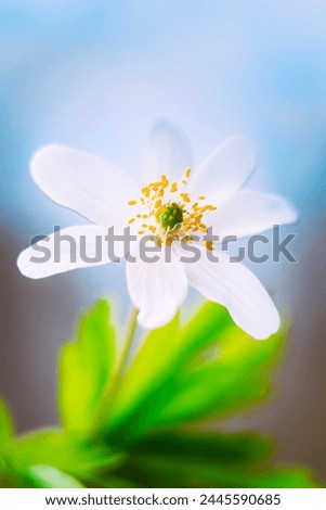 Similar – Image, Stock Photo for all girls Garden