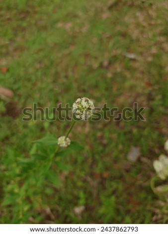 A delicate white flower standing out with its intricate details against a soft blurred green background, showcasing nature's simplistic beauty