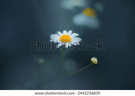 Similar – Daisy meadow daisy Meadow