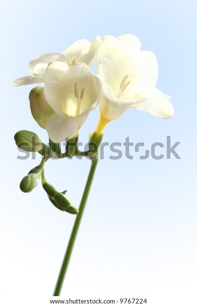 freesia blossom