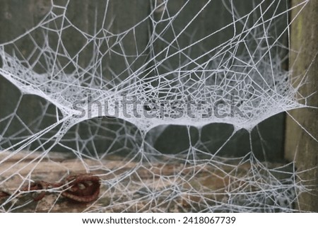 delicate white frosted cob webs