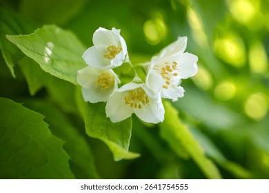Delicate White Jasmine Flowers Blooming Among Fresh Green Leaves in Sunlight.