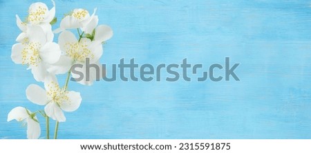 Delicate white jasmine flowers on a blue wooden background. Banner. Free space for texts and your ideas. Delicate light soft image.