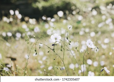 Delicate white and light violet meadow flowers in blooming spring field. Beautiful evening light. Close-up photo. Blurry background. Space for copy. - Powered by Shutterstock