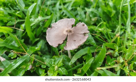 A delicate white mushroom with a split cap reveals its gills, nestled in vibrant green grass and clover, showcasing nature's quiet beauty on a fresh morning.