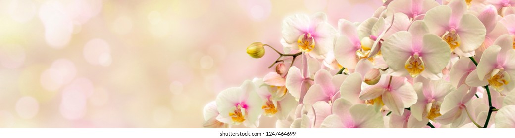 Delicate white Orchid
