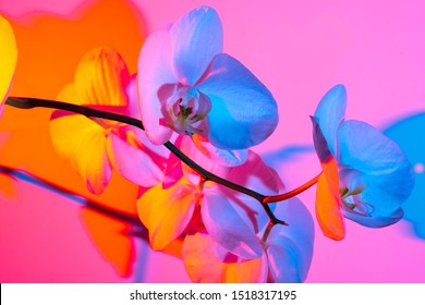 Delicate white orchid on blue pink orange  background in neon light close up. Backdrop for your design .  Flowers concept.   - Shutterstock ID 1518317195