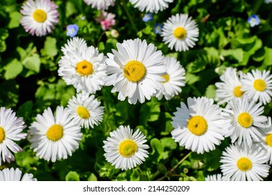 Delicate white and pink Daisies or Bellis perennis flowers in direct sunlight, in a sunny spring garden, beautiful outdoor floral background photographed with selective focus