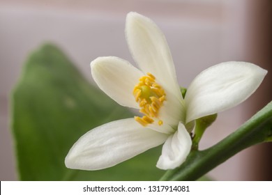 Delicate White With A Purple-pink Shade Flower Of Citrus Plant Meyer Lemon, C. Meyeri. Citrus Blossom Example. Close-up With Selective Focus, Macro. Indoor Citrus Tree Growing