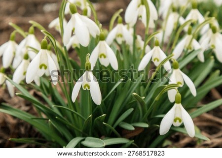 Delicate white snowdrops emerging through fresh green leaves, capturing the soft light and hopeful mood of early spring awakening.