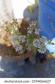 A delicate white tiny flower, symbolizing purity and simplicity, adds a touch of elegance to nature. Its soft petals and subtle beauty create a serene, peaceful charm in gardens and wild landscapes.