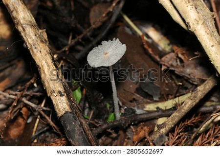 Delicate, white translucent Coprinopsis lagopus (Saraenohitoyotake) mushroom (Fungus, Mycology ecology macro photo. Japan)