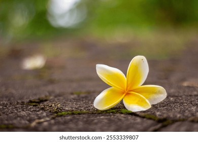 A delicate white and yellow frangipani flower lying on a mossy stone path. - Powered by Shutterstock