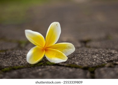 A delicate white and yellow frangipani flower lying on a mossy stone path. - Powered by Shutterstock