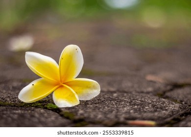 A delicate white and yellow frangipani flower lying on a mossy stone path. - Powered by Shutterstock