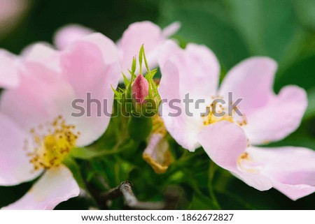 delicate wild rose flowers, bud with green leaves, close-up. pink flower, bokeh, background. rose hips rosebud on a branch with green buds. beautiful natural picture with a wild rose