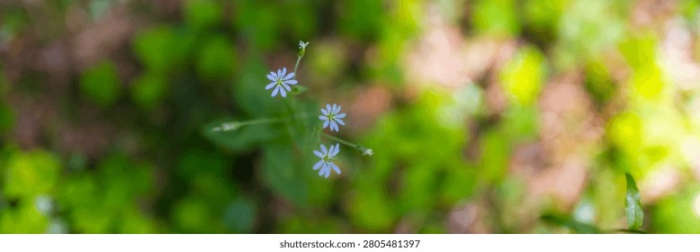 Delicate wildflower branch with tiny white blossoms on blurred green bokeh background for nature wallpaper and botanical design.