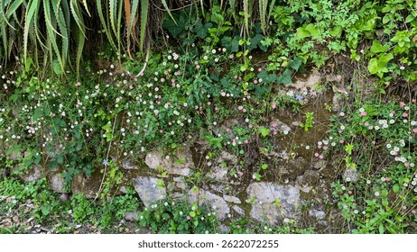 Delicate wildflowers cascade over a rustic stone wall, evoking Beltanes renewal with whispers of hidden elven realms