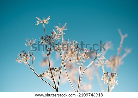 Delicate winter flower closeup covered in frost on a clear and beautiful turquoise blue sky. Shallow depth of field up-lit by a warm sun