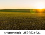 Delicate winter wheat sprouts emerge from the fertile soil as the sun rises over the horizon, illuminating the vibrant green field and ushering in a new day of growth.