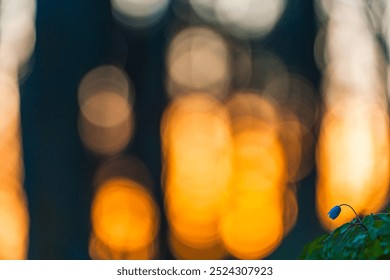 A delicate wood anemone flower stands out against a backdrop of soft, glowing sunset colors in the Swedish forest, capturing the essence of tranquility and nature. - Powered by Shutterstock