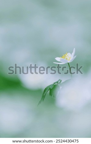 Similar – a little flower Nature