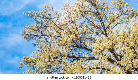 delicate yellow flowers blooming on a cherry blossom tree under a blue sky in springtime with copy space
