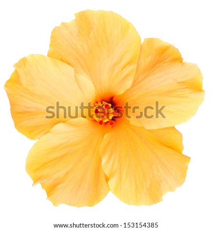 Delicate, yellow hibiscus flower found on the Big Island of Hawaii. Isolated on white makes for easy clipping path.