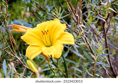 Delicate yellow Middendorf Daylily close up and fresh greenery in summer garden                                - Powered by Shutterstock