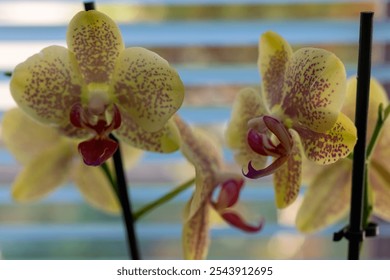 Delicate yellow orchids with purple accents thrive in a sunlit spot beside a window. The gentle light highlights their intricate patterns, enhancing the room's ambiance. - Powered by Shutterstock