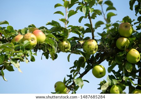 Similar – Image, Stock Photo ripe apples on a tree