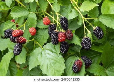 Delicious blackberries in the garden beginning to ripen. - Powered by Shutterstock