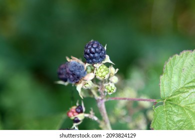 Delicious blackberries on a green branch in the forrest. High quality photo. Selective focus
