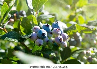 Delicious Blueberries Growing On A Bush, Sunny Day In The Garden