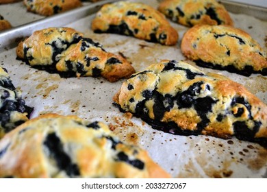 Delicious Blueberry Scones Just Out Of The Oven