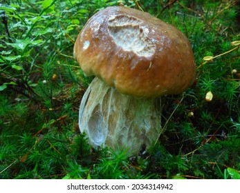 Delicious bolete among moss and green vegetation | Boletus edulis mushroom close-up scene