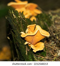 The Delicious Chanterelle Are A Conspicuous Golden Colour In The Leaf Litter In Deciduous And Mixed Woodland. They Have An Apricot Like Aroma When Picked And Are Much Sought After For Consumption