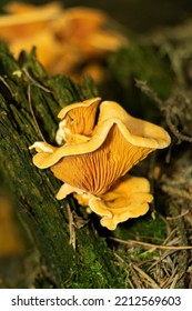 The Delicious Chanterelle Are A Conspicuous Golden Colour In The Leaf Litter In Deciduous And Mixed Woodland. They Have An Apricot Like Aroma When Picked And Are Much Sought After For Consumption