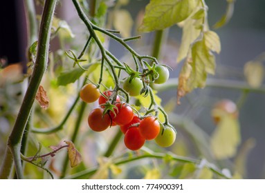 Delicious Cherry Tomatoes Grow From An Upside Down Basket On A Patio