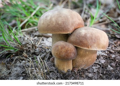Delicious edible mushroom Boletus reticulatus commonly known as summer cep - Czech Republic, Europe - Shutterstock ID 2173498711