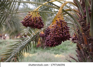 
Delicious Fresh Dates Growing On A Palm Tree
