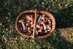 Delicious Freshly Picked Wild Mushrooms From The Local Forest: Bolete, Russule, Birch Bolete And Weeping Bolete Mushrooms In A Wicker Basket On A Green Grass