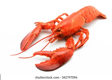 A delicious freshly steamed lobster