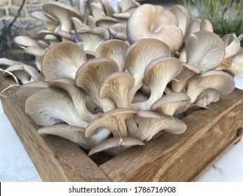 Delicious grey oyster mushrooms grown from coffee grounds