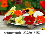 Delicious healthy vegetarian salad of lettuce, edible flowers (pansy, nasturtium), cucumber and raddish on the wooden table in the summer flower garden.