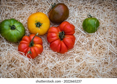 Delicious Heirloom Tomatoes Mix In Summer. Different Varieties Of Yellow Red Tomato. Fresh Colorful Tomatoes On Wood Straw Curls Background, Close Up. Best Heirloom Tomato Varieties In Country Market 