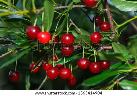 Similar – Image, Stock Photo Cherries (shortly before harvest)