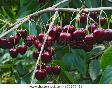 Delicious juicy cherries  hanging in the tree 