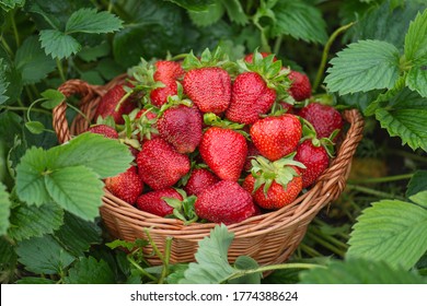 Delicious juicy red strawberries in a basket. Strawberries in a basket on a background of fields with strawberry plants.